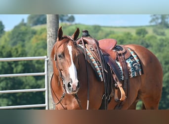 American Quarter Horse, Ruin, 9 Jaar, Roodvos