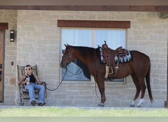 American Quarter Horse, Ruin, 9 Jaar, Roodvos