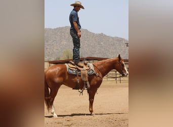 American Quarter Horse, Ruin, 9 Jaar, Roodvos