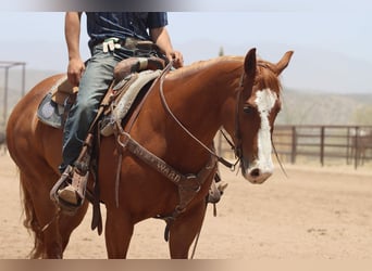 American Quarter Horse, Ruin, 9 Jaar, Roodvos