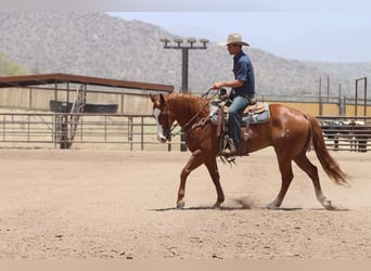 American Quarter Horse, Ruin, 9 Jaar, Roodvos