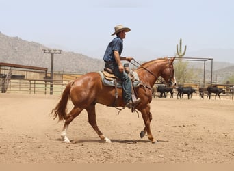 American Quarter Horse, Ruin, 9 Jaar, Roodvos