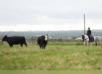 American Quarter Horse, Ruin, 9 Jaar, Tobiano-alle-kleuren