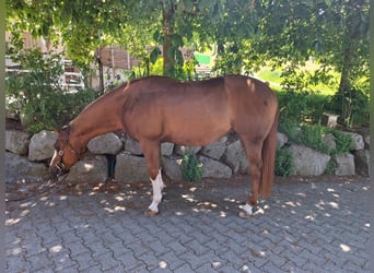 American Quarter Horse, Ruin, 9 Jaar, Vos