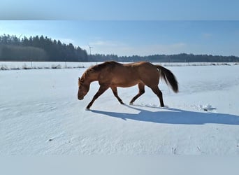 American Quarter Horse, Stallion, 10 years, 14 hh, Red Dun