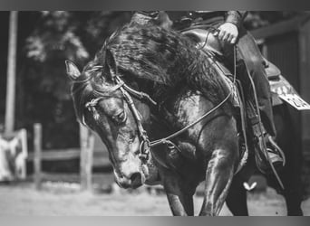 American Quarter Horse, Stallion, 11 years, 14.2 hh, Brown
