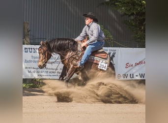 American Quarter Horse, Stallion, 11 years, 14.2 hh, Brown