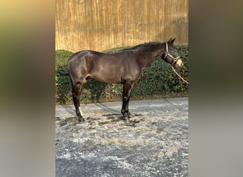 American Quarter Horse, Stallion, 11 years, 14.2 hh, Brown