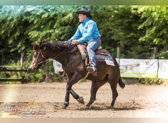 American Quarter Horse, Stallion, 11 years, 14.2 hh, Brown