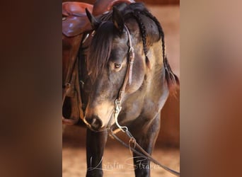 American Quarter Horse, Stallion, 11 years, 14.2 hh, Brown