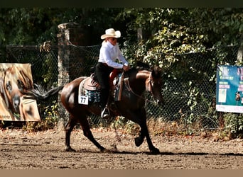 American Quarter Horse, Stallion, 11 years, 14.2 hh, Brown