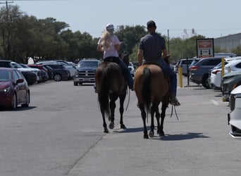 American Quarter Horse, Stallion, 11 years, Dun