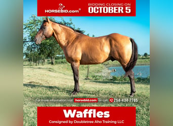 American Quarter Horse, Stallion, 11 years, Dun