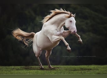 American Quarter Horse, Stallion, 12 years, 14.3 hh, Champagne