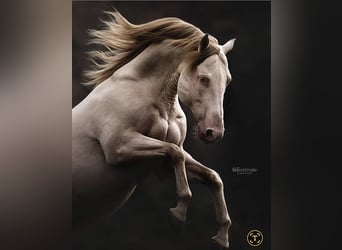 American Quarter Horse, Stallion, 12 years, 14.3 hh, Champagne