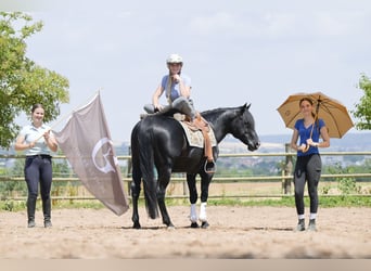 American Quarter Horse, Stallion, 12 years, 15 hh, Black
