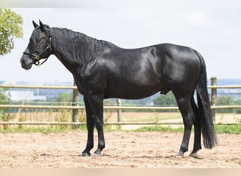 American Quarter Horse, Stallion, 12 years, 15 hh, Black