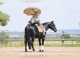 American Quarter Horse, Stallion, 12 years, 15 hh, Black