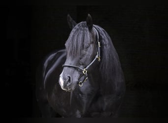American Quarter Horse, Stallion, 12 years, 15 hh, Black