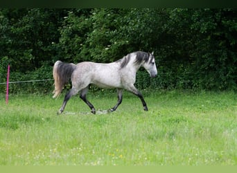 American Quarter Horse, Stallion, 13 years, 14.3 hh