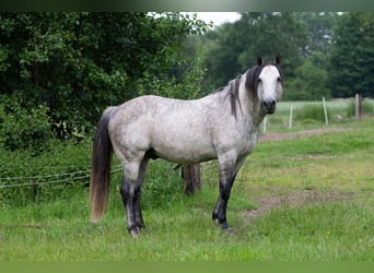 American Quarter Horse, Stallion, 13 years, 14.3 hh