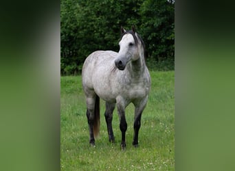 American Quarter Horse, Stallion, 13 years, 14.3 hh