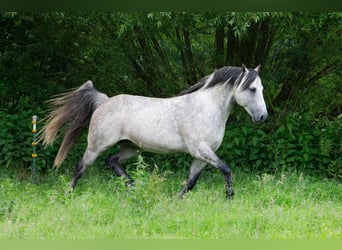 American Quarter Horse, Stallion, 13 years, 14.3 hh