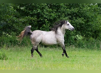 American Quarter Horse, Stallion, 13 years, 14.3 hh