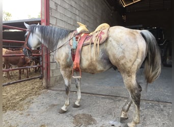 American Quarter Horse, Stallion, 14 years, 14.1 hh, Gray