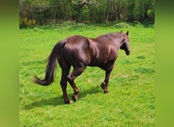 American Quarter Horse, Stallion, 15 years, 15 hh, Chestnut