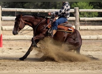 American Quarter Horse, Stallion, 15 years, 15 hh, Chestnut