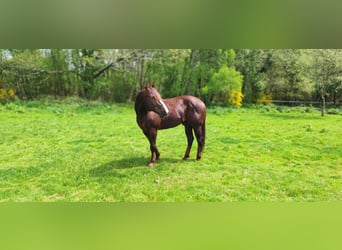 American Quarter Horse, Stallion, 15 years, 15 hh, Chestnut