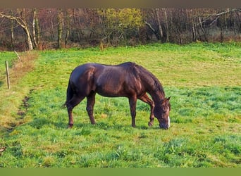 American Quarter Horse, Stallion, 15 years, 15 hh, Chestnut