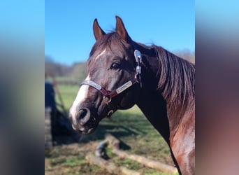 American Quarter Horse, Stallion, 15 years, 15 hh, Chestnut