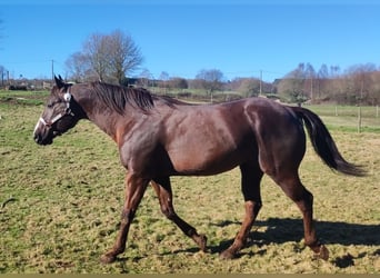 American Quarter Horse, Stallion, 15 years, 15 hh, Chestnut