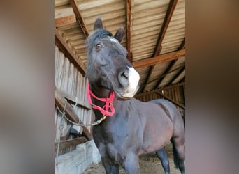 American Quarter Horse, Stallion, 17 years, 14.3 hh, Black