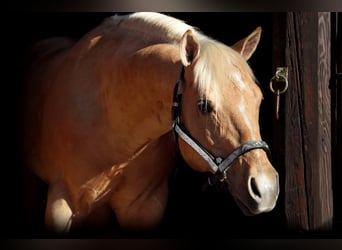 American Quarter Horse, Stallion, 19 years, 14.2 hh, Palomino