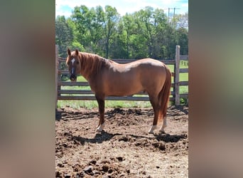 American Quarter Horse, Stallion, 19 years, 15 hh, Red Dun