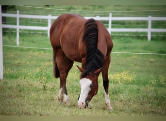 American Quarter Horse, Stallion, 1 year, 13.2 hh, Brown