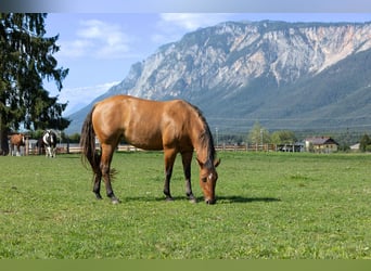 American Quarter Horse, Stallion, 1 year, 13.2 hh, Dun