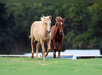 American Quarter Horse, Stallion, 1 year, 13 hh, Palomino