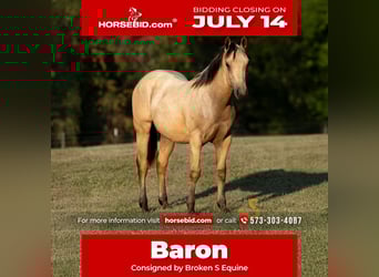 American Quarter Horse, Stallion, 1 year, 13,1 hh, Buckskin