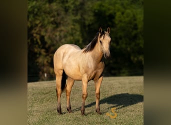 American Quarter Horse, Stallion, 1 year, 13,1 hh, Buckskin