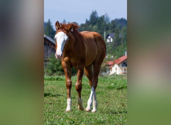 American Quarter Horse, Stallion, 1 year, 14,1 hh, Bay-Dark