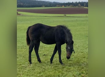 American Quarter Horse, Stallion, 1 year, 14,1 hh, Bay-Dark