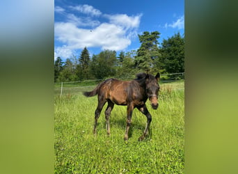 American Quarter Horse, Stallion, 1 year, 14,1 hh, Bay-Dark