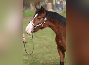 American Quarter Horse, Stallion, 1 year, 14.1 hh, Brown