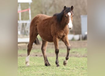 American Quarter Horse, Stallion, 1 year, 14.1 hh, Brown