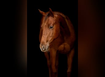 American Quarter Horse, Stallion, 1 year, 14.1 hh, Chestnut