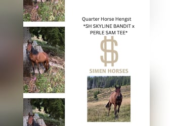 American Quarter Horse, Stallion, 1 year, 14.2 hh, Bay-Dark